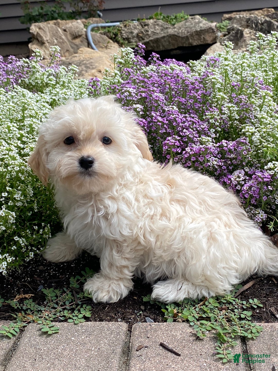 Havanese dogs for sale: Hudson  - Ad 4