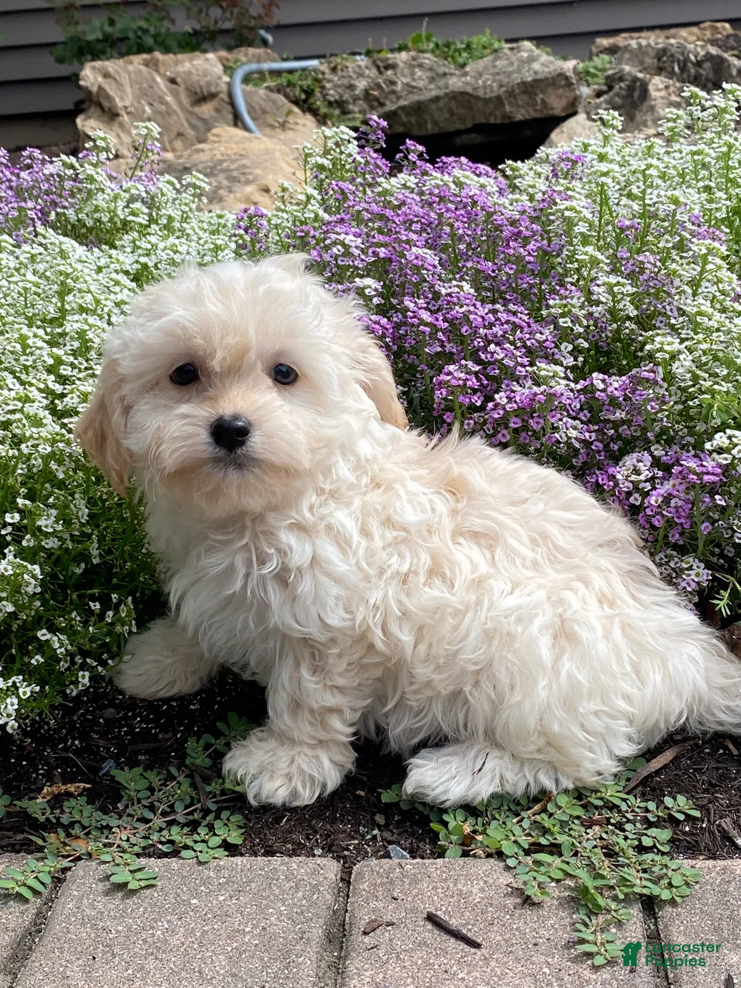 Havanese dogs for sale: Hope  - Ad 7