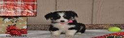 Australian Shepherd dogs for sale: Noelle - Ad 3