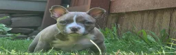 American Bully dogs for sale: Buffalo Bill - Ad 7