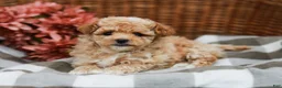 Maltipoo dogs for sale: Crystal - Ad 5