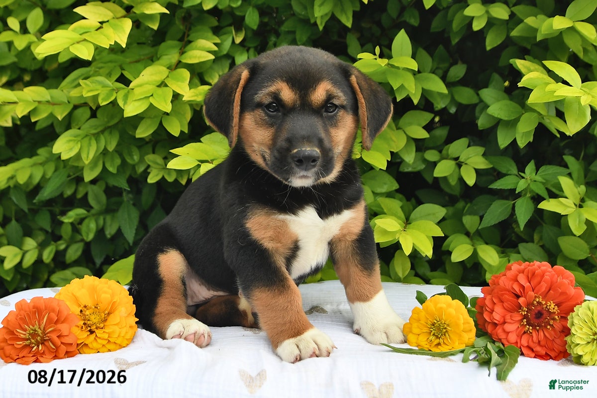 Mixed Breed dogs for sale: Daffy - Ad 4
