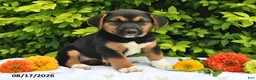 Mixed Breed dogs for sale: Daffy - Ad 1