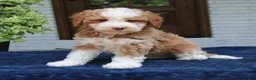 Bernedoodle dogs for sale: Zion  - Ad 2
