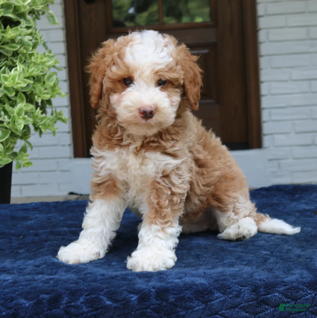 Bernedoodle dogs for sale: Zion  - Ad 2