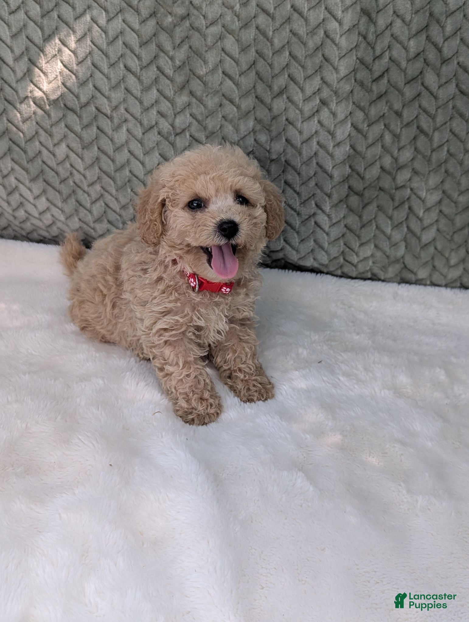 Bichpoo dogs Bentley  - Ad 2