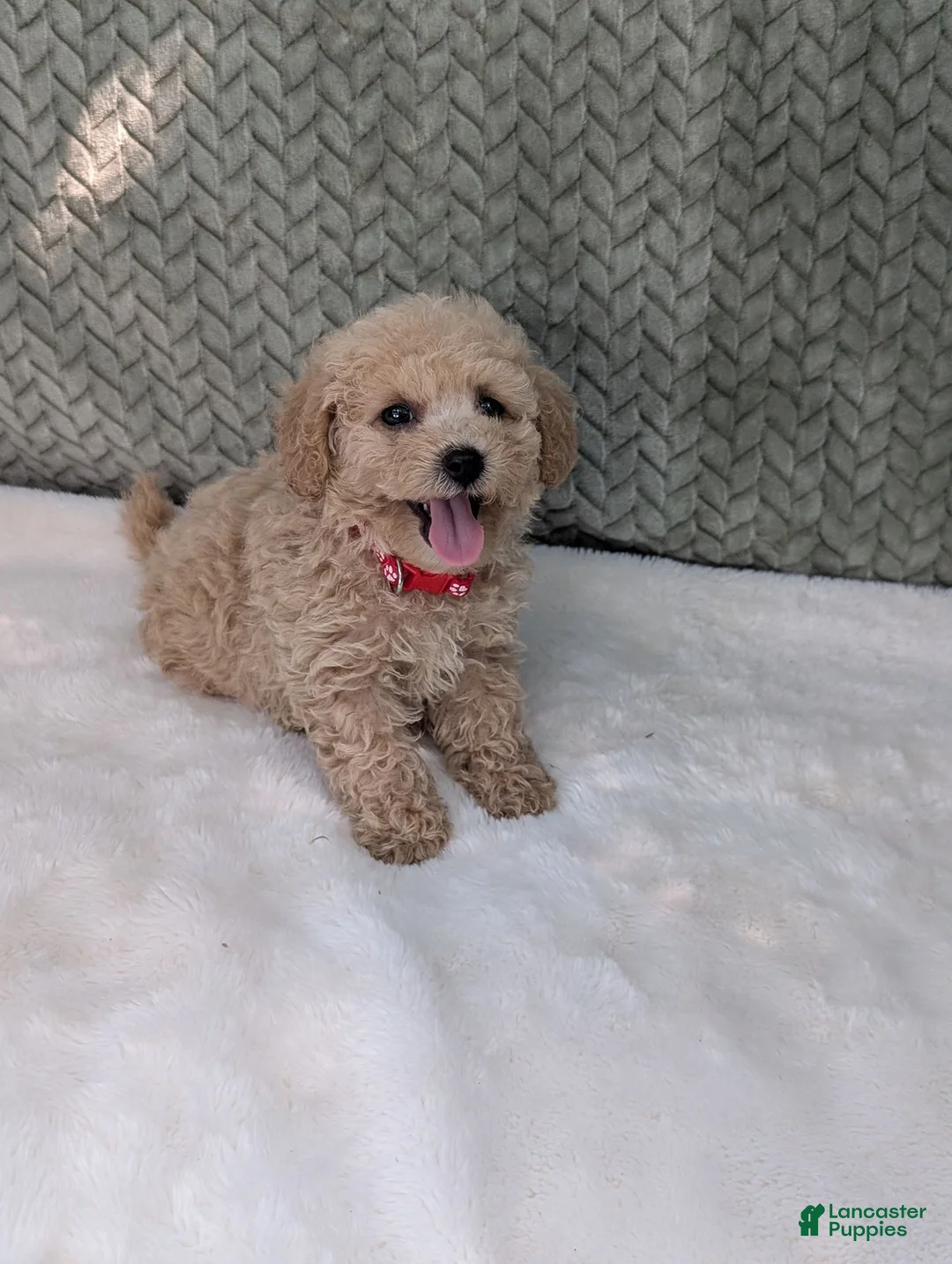 Bichpoo dogs for sale: Bentley  - Ad 2