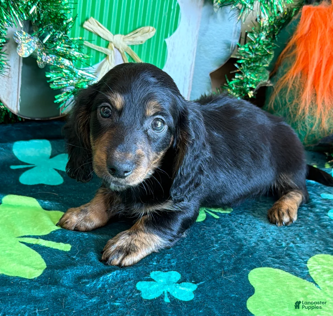 Miniature Dachshund dogs for sale: Miniature Dachshund Max - Ad 3