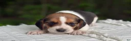 Beagle dogs for sale: Aurora - Ad 4