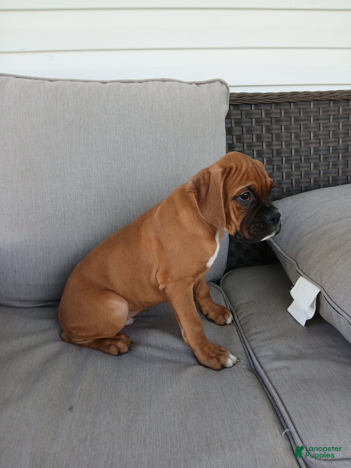 Boxer dogs Tanker - Ad 2