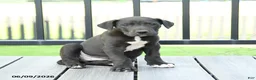 Great Dane dogs for sale: Gizmo - Ad 3
