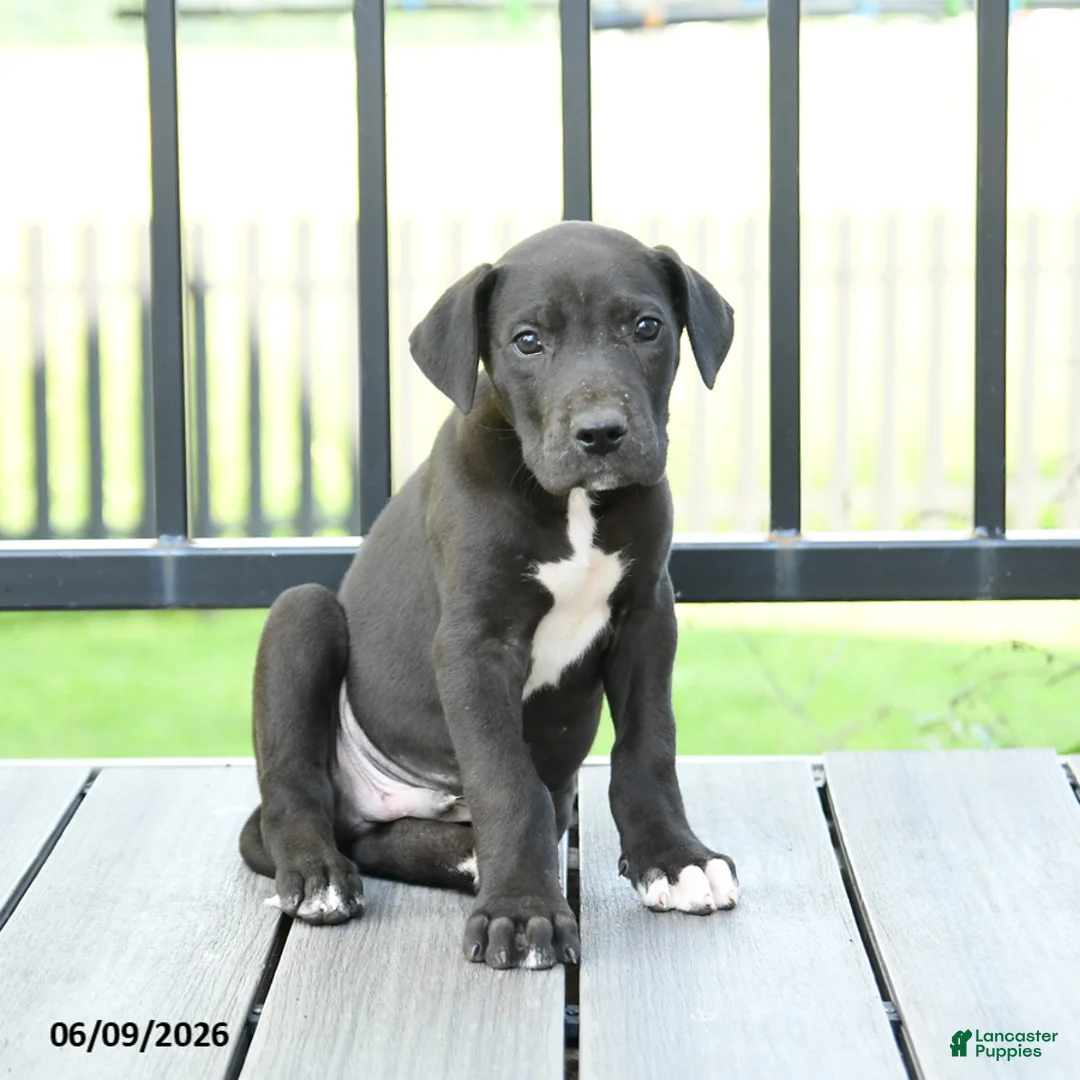 Great Dane dogs for sale: Gizmo - Ad 3