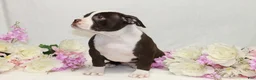 American Bully dogs for sale: American Bully female - Ad 3