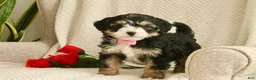Mini Bernedoodle dogs for sale: Love-bug - Ad 6