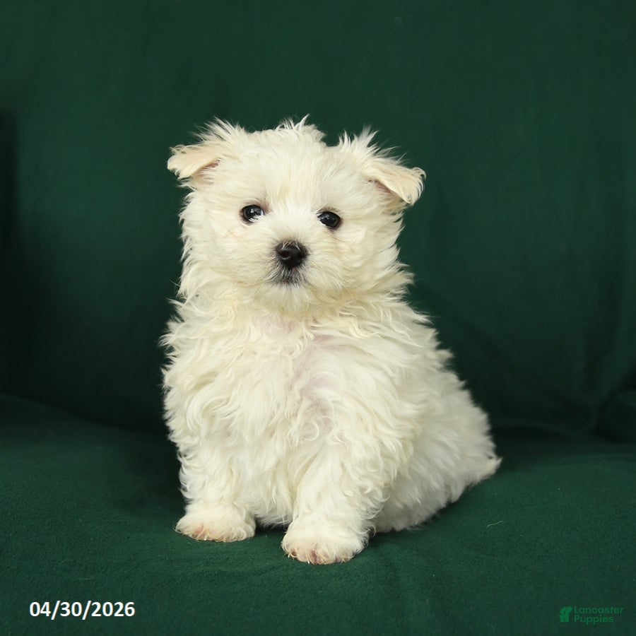 Maltese dogs Bingo - Ad 2