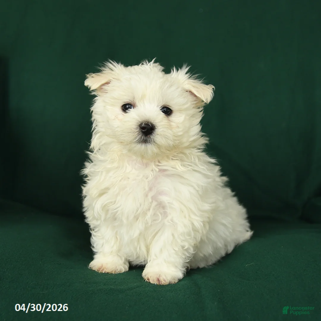 Maltese dogs for sale: Bingo - Ad 2