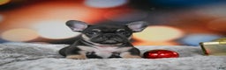 French Bulldog dogs for sale: Cooper - Ad 5