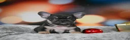 French Bulldog dogs for sale: Cooper - Ad 5