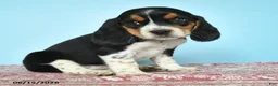 Beagle dogs for sale: Willow - Ad 3