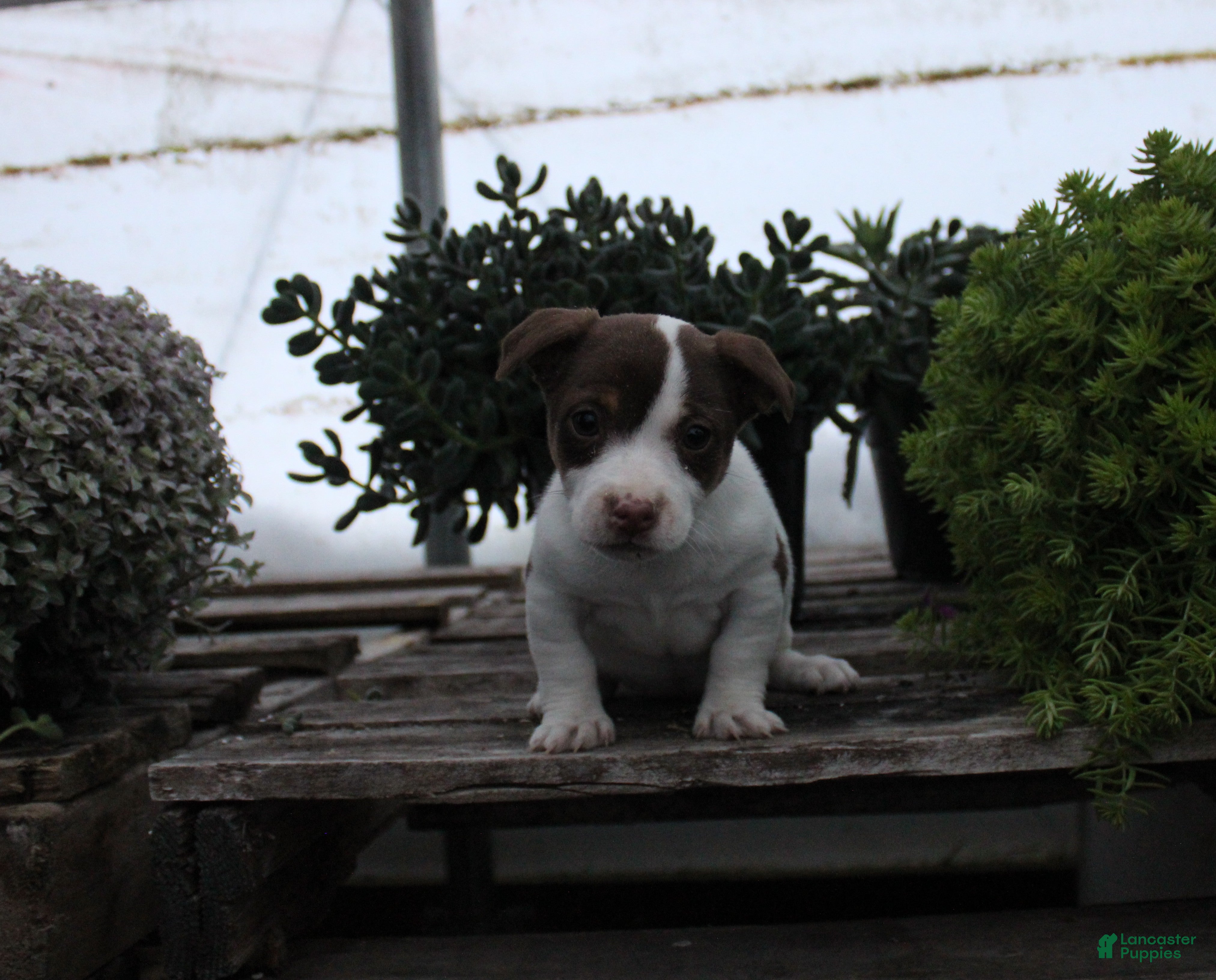 Jack Russell Terrier dogs Spot - Ad 39