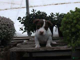 Jack Russell Terrier dogs Spot - Ad 19