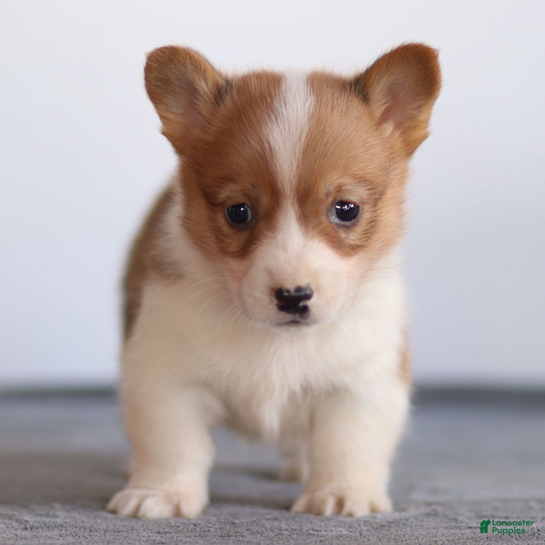 Welsh Corgi Pembroke dogs for sale: Karl Welsh Corgi Pembroke - Ad 1