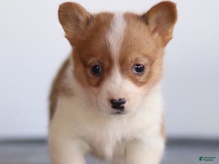 Welsh Corgi Pembroke dogs Karl Welsh Corgi Pembroke - Ad 34