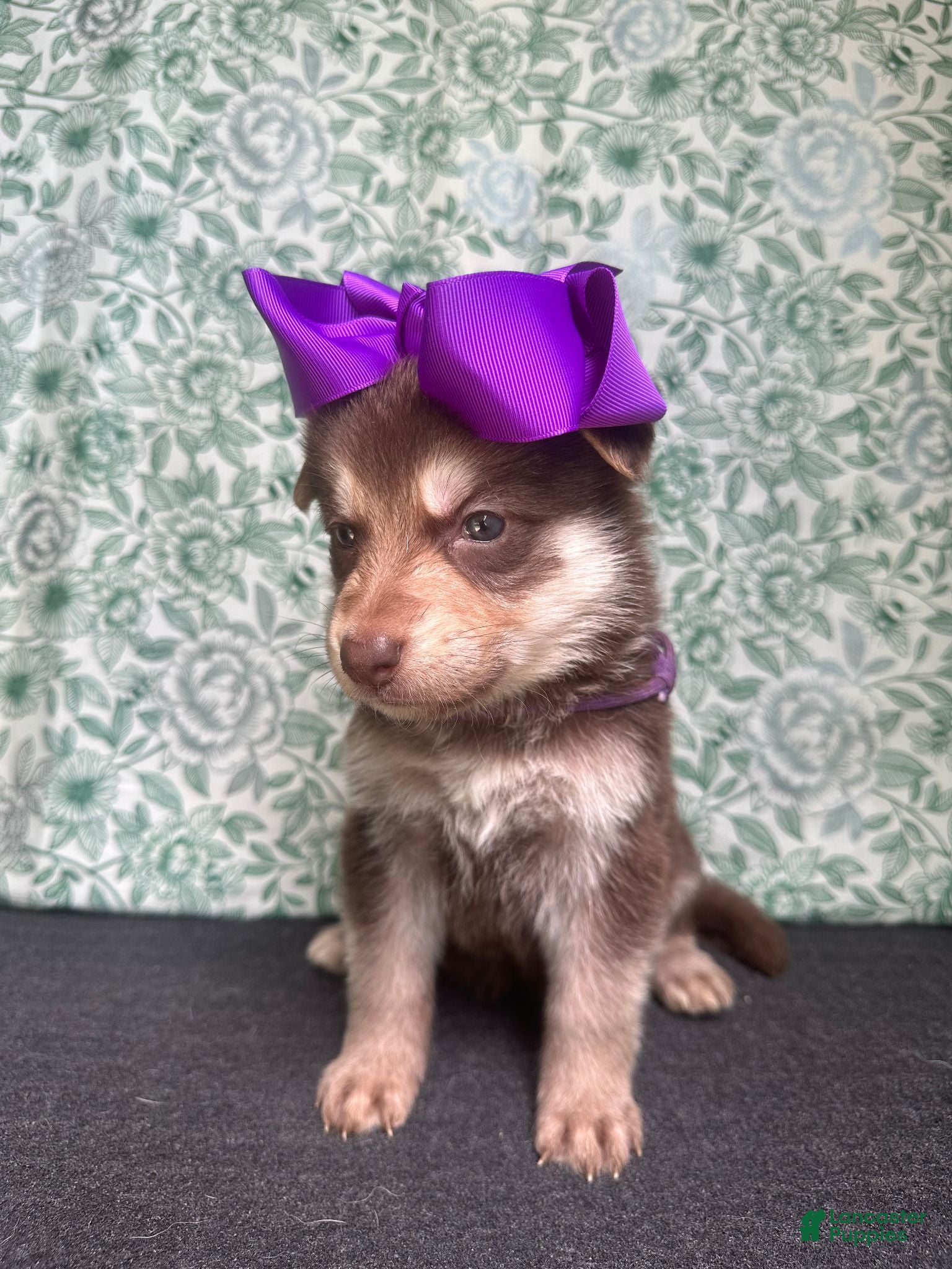 German Shepherd dogs Willow - Ad 1