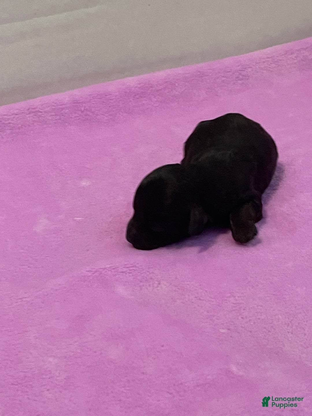 Toy Poodle dogs for sale: Toy Poodle Puppy 4 - Ad 3