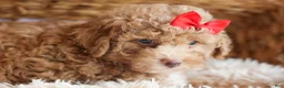 Miniature Poodle dogs for sale: ANDREW - Ad 14