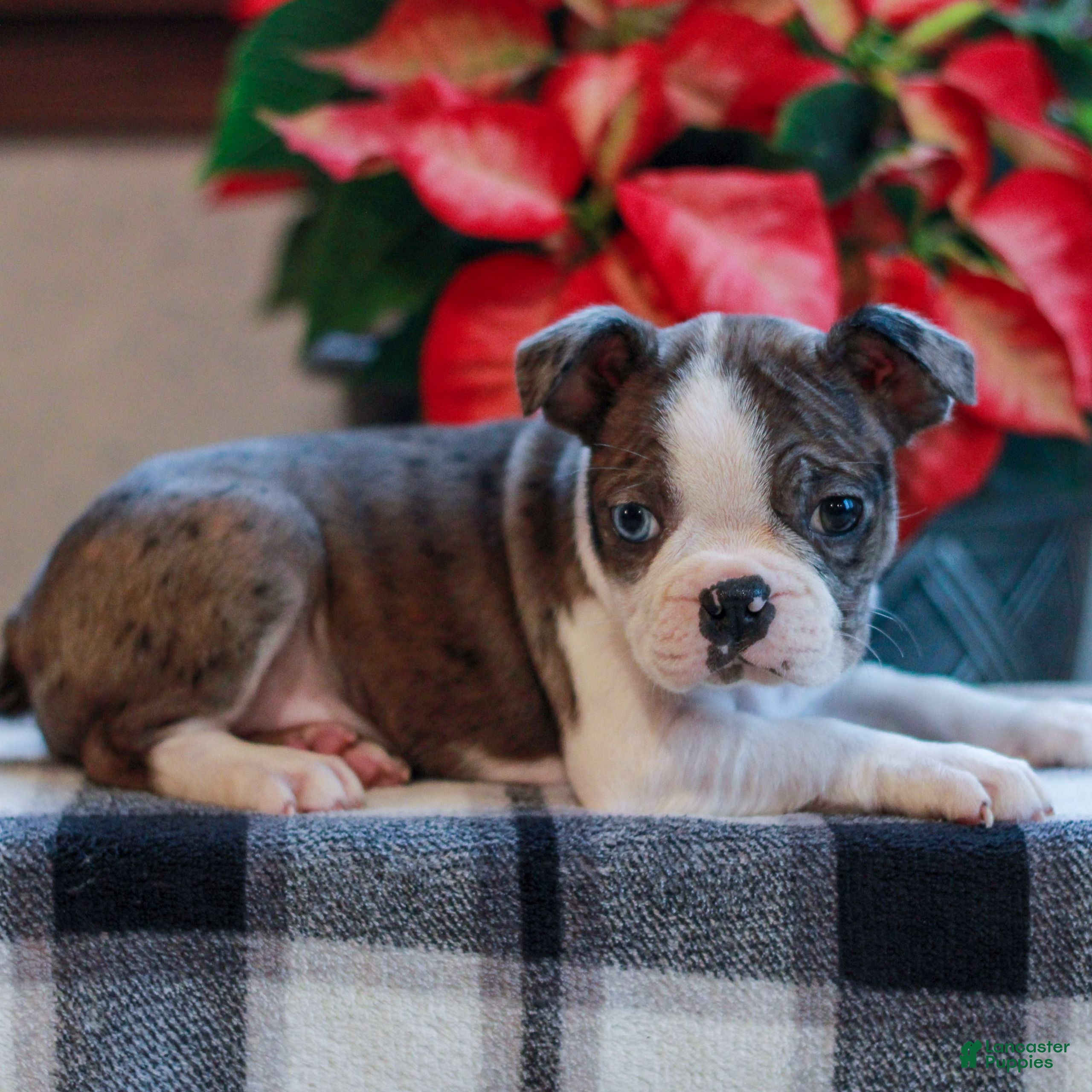 Boston Terrier dogs Layla  - Ad 36