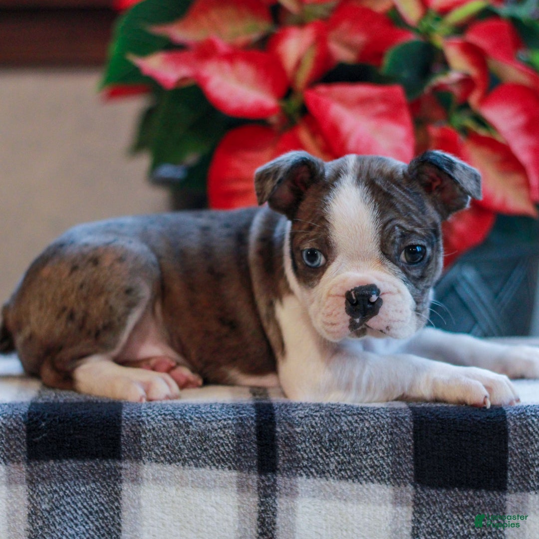Boston Terrier dogs for sale: Layla  - Ad 1