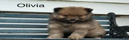 Pomeranian dogs for sale: Olivia  - Ad 2