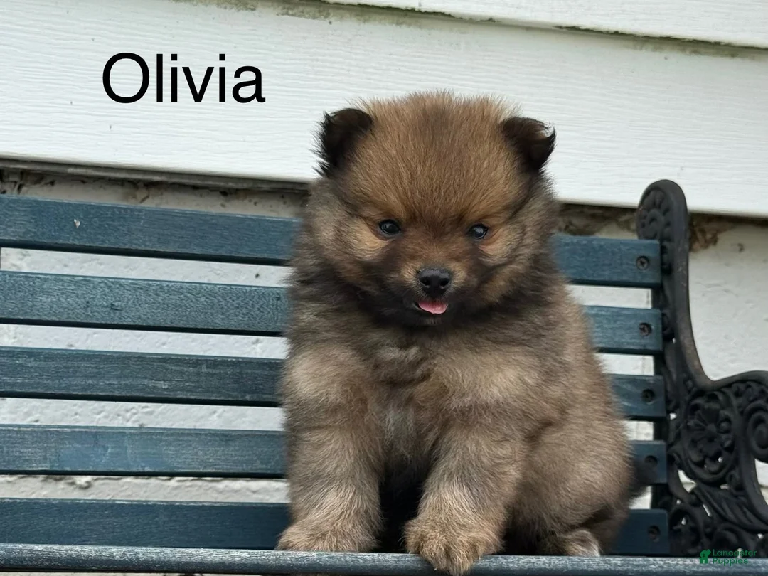 Pomeranian dogs for sale: Olivia  - Ad 2