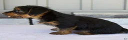 Yorkshire Terrier dogs for sale: Luna - Ad 5