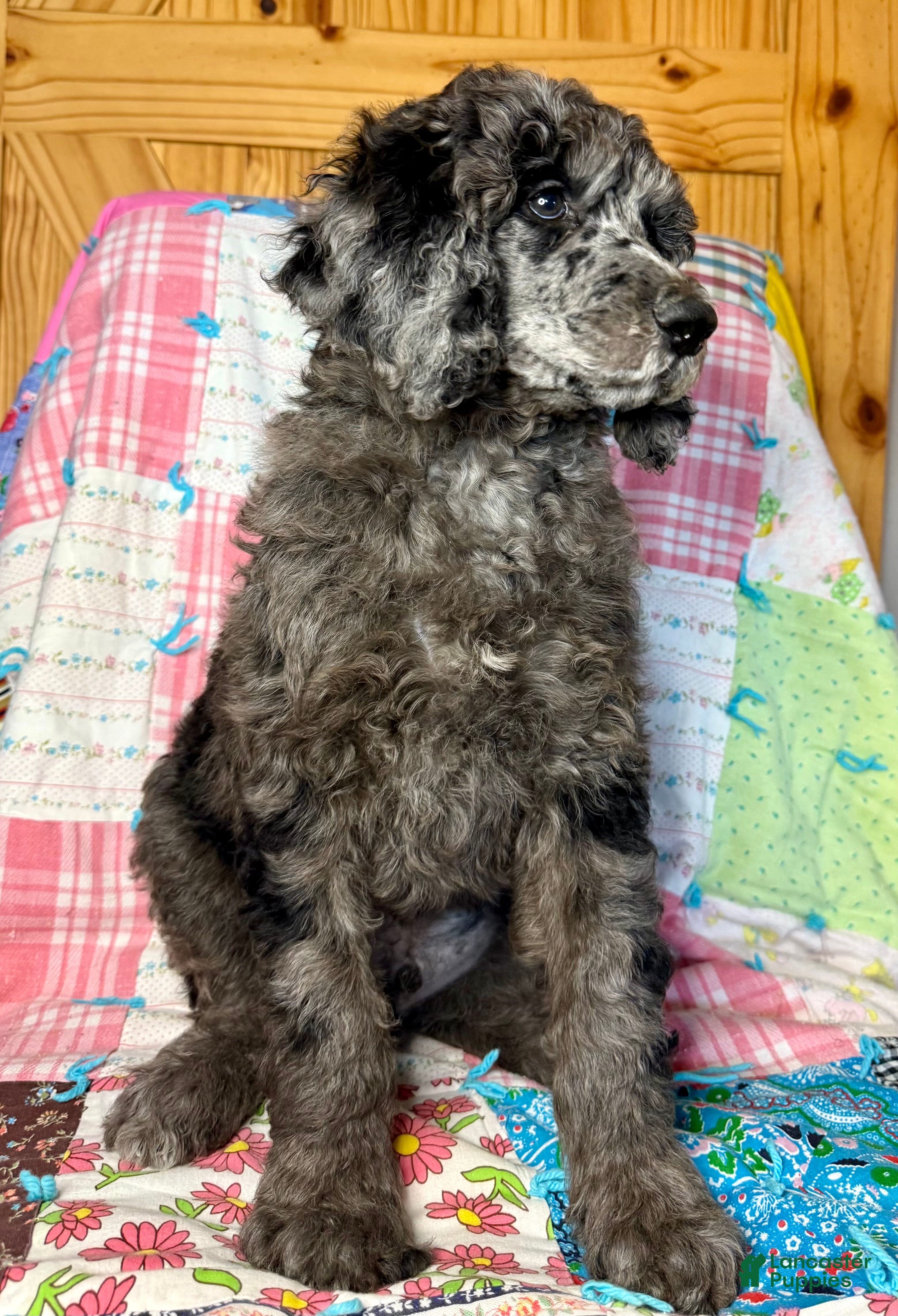 Standard Poodle dogs Gucci - Ad 2
