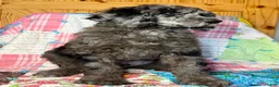 Standard Poodle dogs for sale: Gucci - Ad 2