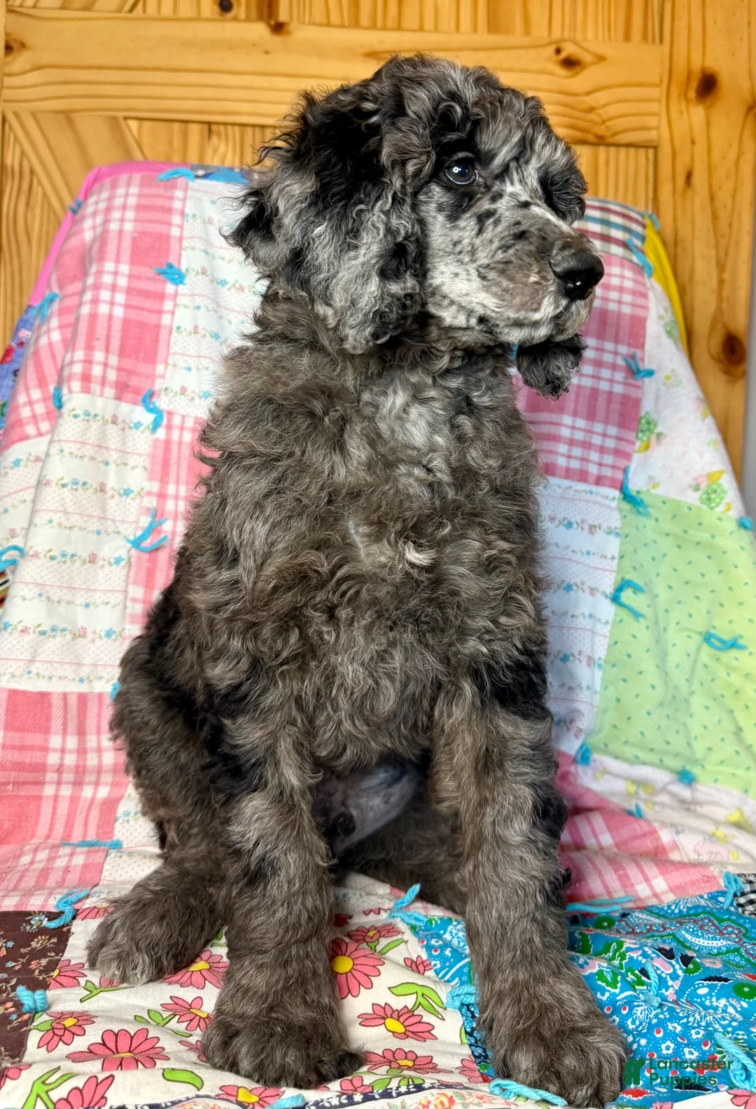 Standard Poodle dogs for sale: Gucci - Ad 2