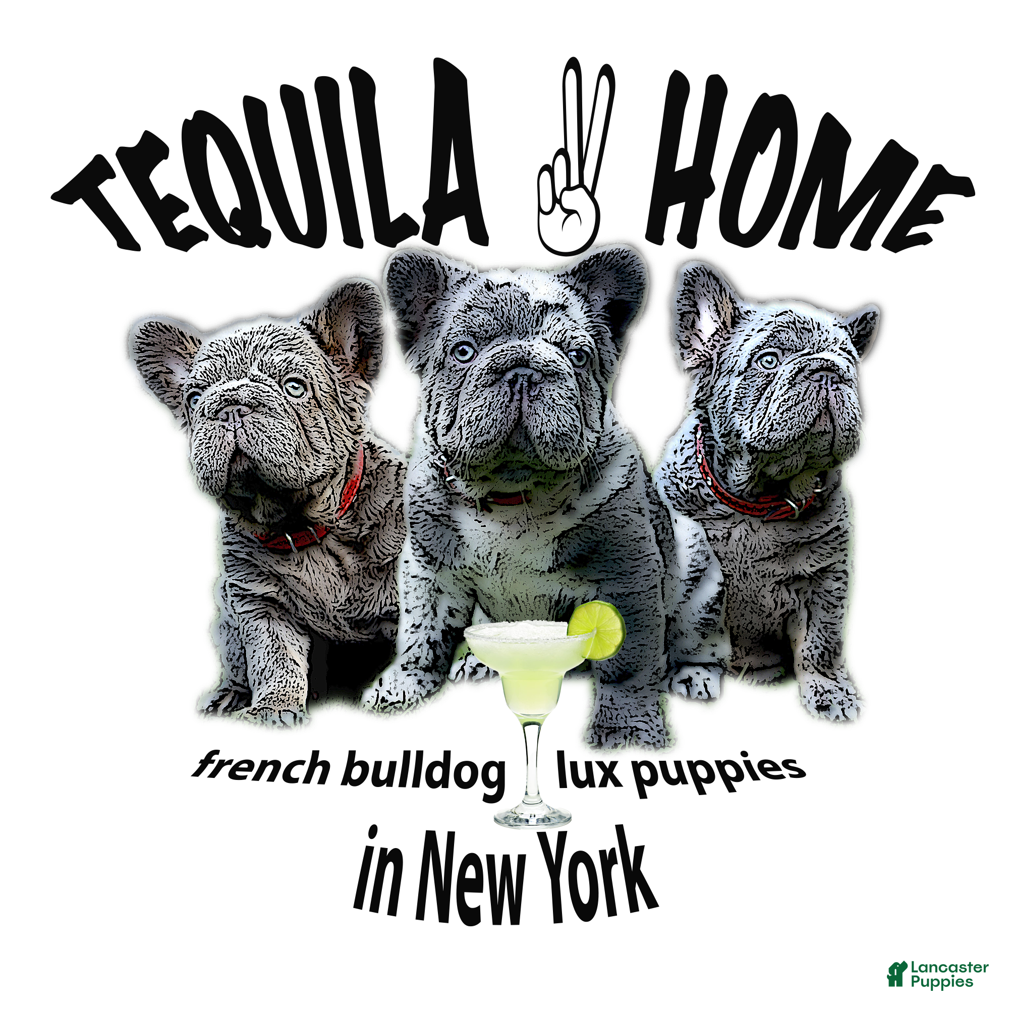 French Bulldog dogs Monica  - Ad 16