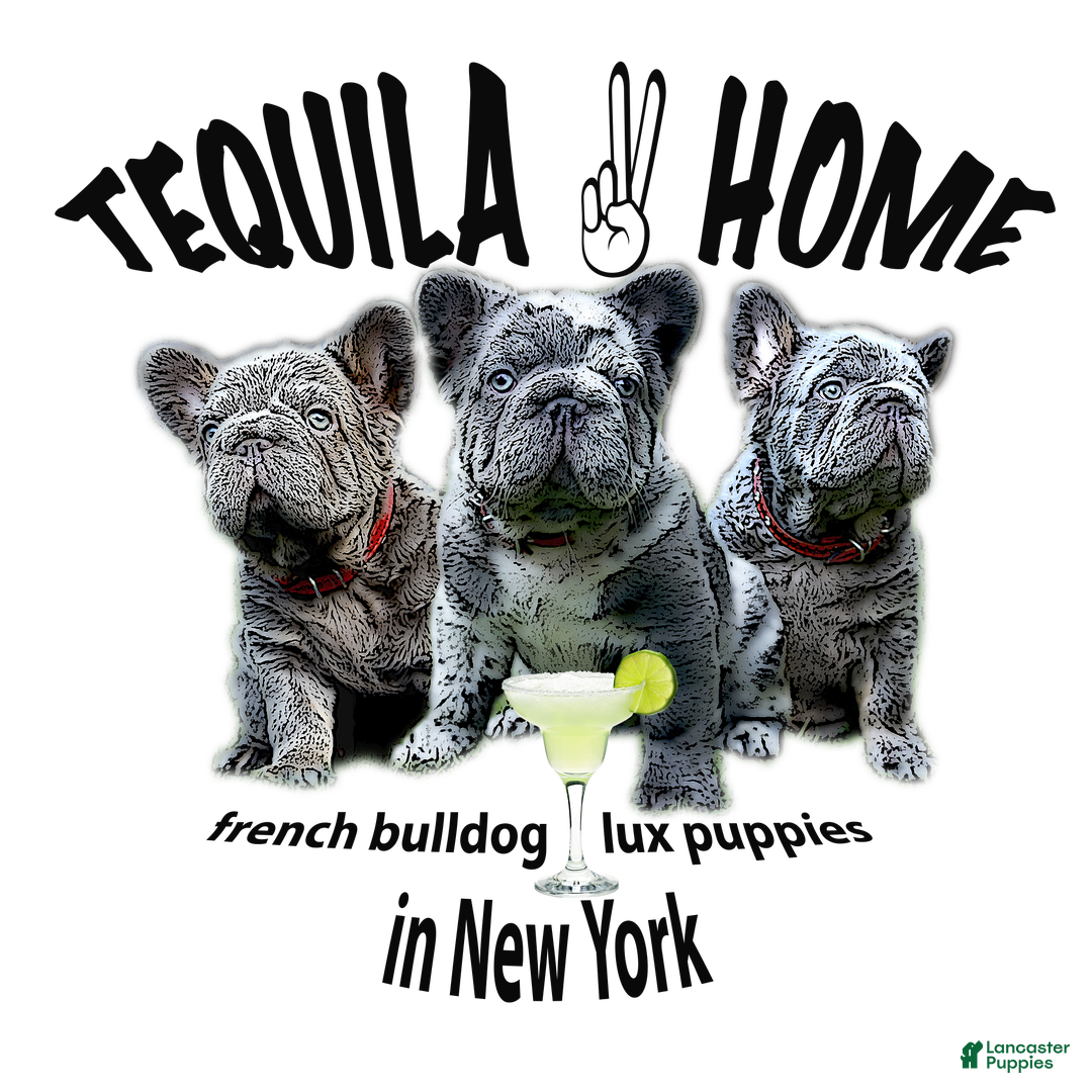 French Bulldog dogs for sale: Monica  - Ad 1