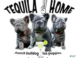 French Bulldog dogs Monica - Ad 39