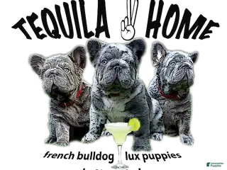 French Bulldog dogs Monica - Ad 19