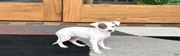 Italian Greyhound dogs for sale: Sharon - Ad 6