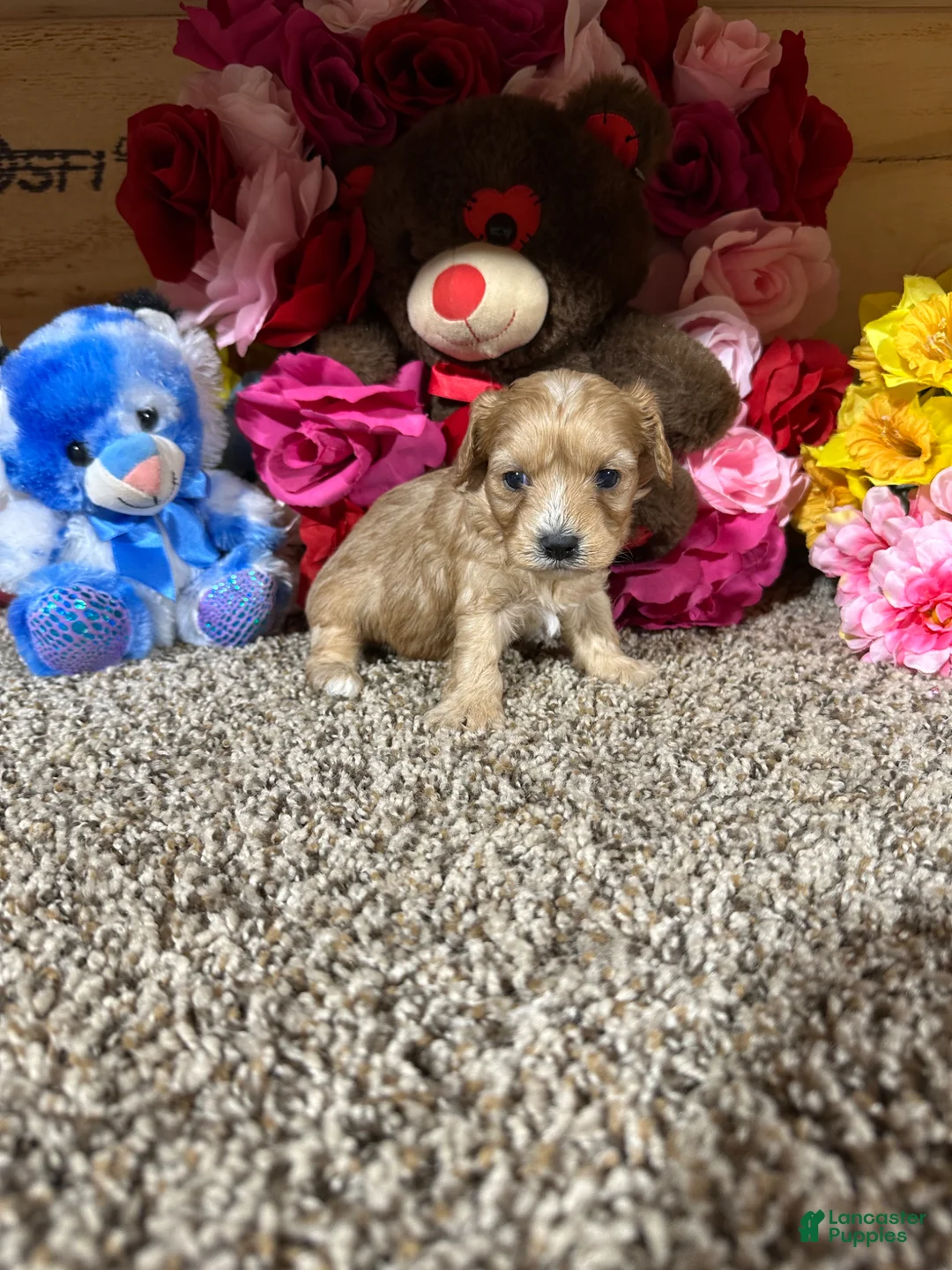 Cavapoo dogs for sale: Cavapoo Puppy 2 - Ad 3