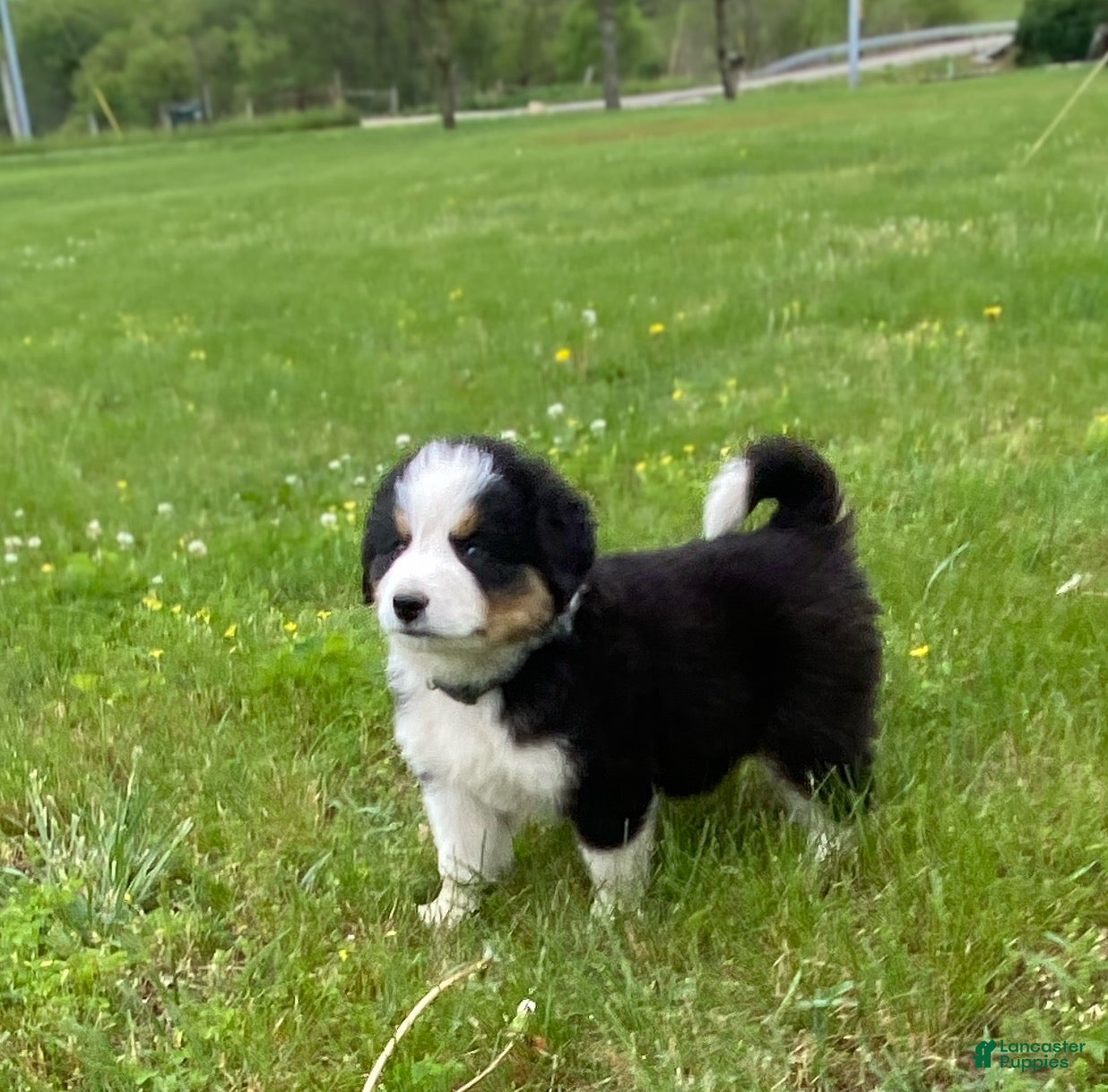 Mixed Breed dogs for sale: ♥️BABY BEAR♥️ - Ad 7