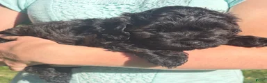 Vader F1B shihpoo 