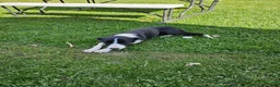 Border Collie dogs for sale: Border Collie 1 - Ad 6