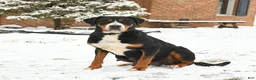 Greater Swiss Mountain Dog dogs for sale: Zaphne - Ad 4