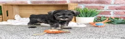 Miniature Schnauzer dogs for sale: Truman - Ad 1