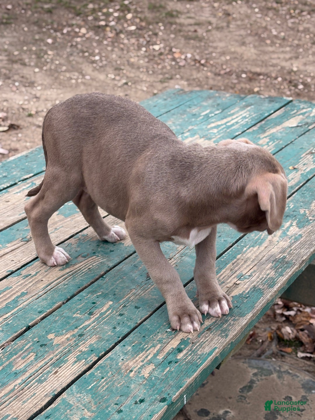 American Bully dogs for sale: Brown Sugar - Ad 3